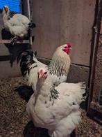 Brahma hen en haan, Dieren en Toebehoren, Pluimvee, Meerdere dieren, Kip