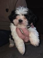 ...PRACHTIGE RASZUIVERE SHIH-TZU PUP..., Parvo, Overige rassen, 8 tot 15 weken, Meerdere