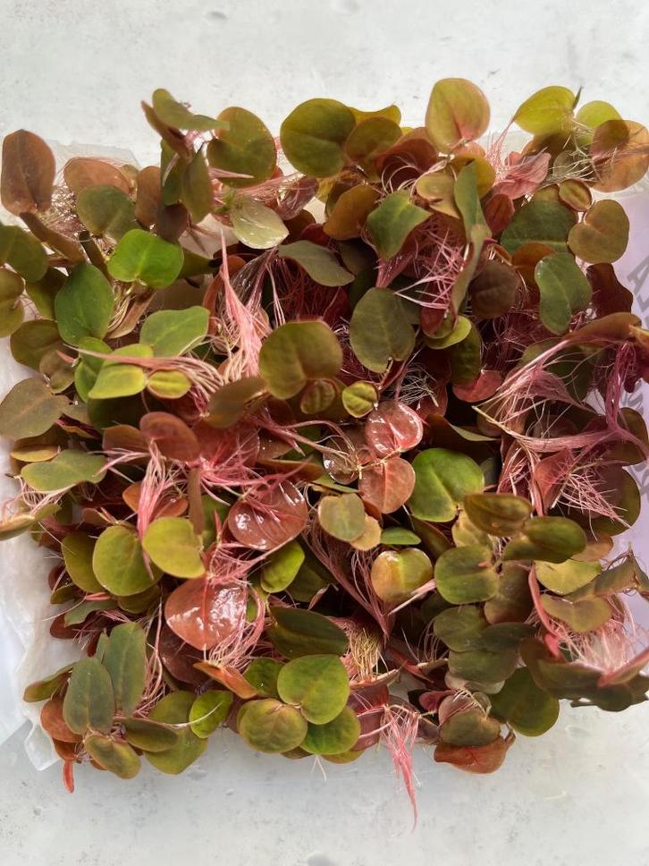 Aquariumplanten - Phyllanthus Fluitans Red Root Floater, Dieren en Toebehoren, Vissen | Aquaria en Toebehoren, Nieuw, Plant(en), Steen of Hout