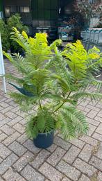 Jacaranda bonsai blue, Ophalen, Zomer, Overige soorten
