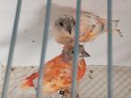 Te koop mooie mutatie kapoetsensijzen, Dieren en Toebehoren, Meerdere dieren, Tropenvogel, Geringd