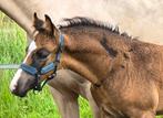 ### Super mooie valk NRPS jaarling hengst ###, Dieren en Toebehoren, Pony's, Niet van toepassing, 0 tot 2 jaar, Hengst, Recreatiepony