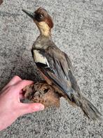 Opgezet nonnetje, Ophalen of Verzenden, Vogel, Opgezet dier