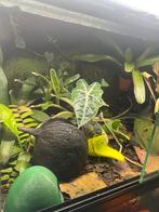 Terrarium met gifkikkers, Hagedis