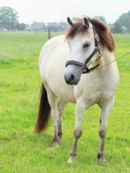 Kinderpony’s te koop (B pony/C pony, fjord x tinker), Dieren en Toebehoren, Paarden, Gechipt, Minder dan 160 cm, Niet van toepassing