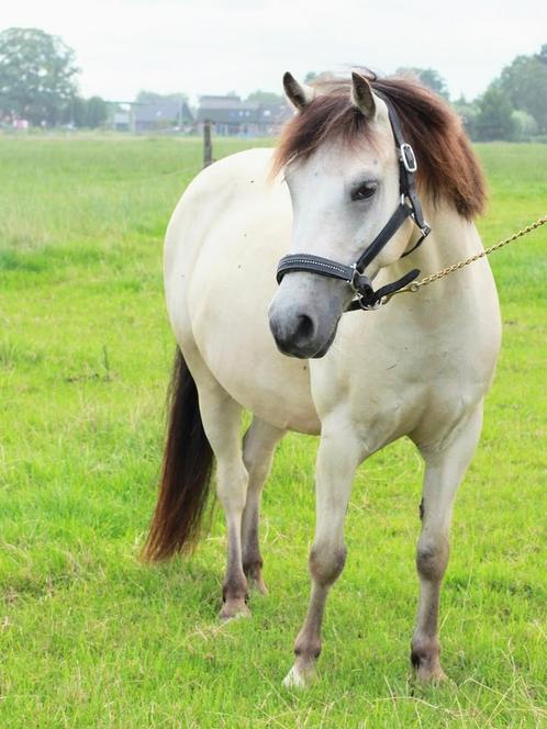 Kinderpony’s te koop (B pony/C pony, fjord x tinker/shet), Dieren en Toebehoren, Paarden, Meerdere dieren, Niet van toepassing