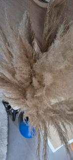 Pampagras pluimen droog pluimen groot goed, Ophalen of Verzenden, Zo goed als nieuw