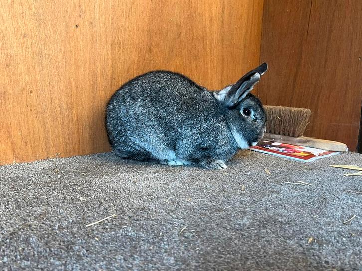 Konijn, Dieren en Toebehoren, Konijnen, Groot, Mannelijk