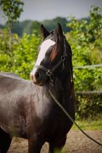 Super knappe tinker en shetlander, D pony (1.37m tot 1.48m), Gechipt