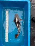 Koi karper 52cm, Dieren en Toebehoren, Vissen | Vijvervissen