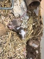 Kleur muizen, Overige soorten, Tam, 0 tot 2 jaar