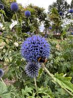 Kogeldistel, Volle zon, Vaste plant, Zomer, Ophalen