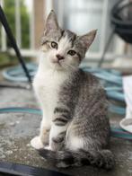 Britse Korthaar x Cypers Kittens, Dieren en Toebehoren, Katten en Kittens | Overige Katten, Meerdere dieren, Kortharig, 0 tot 2 jaar