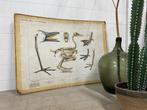Oude schoolplaten biologie vintage plaat, Antiek en Kunst, Ophalen, Natuur en Biologie