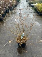 Caryopteris 'Heavenly Blue' - Baardbloem, Volle zon, Vaste plant, Herfst, Ophalen