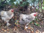 jonge Brahma hanen: koekkoek en zwart/wit columbia, Dieren en Toebehoren, Mannelijk, Kip