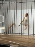 Major putter pop 2025, Vrouwelijk, Wildzangvogel