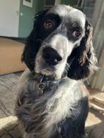 Herplaatsing lieve Engelse Setter, Dieren en Toebehoren, 6 jaar of ouder, Rabiës (hondsdolheid), Reu, Eén hond