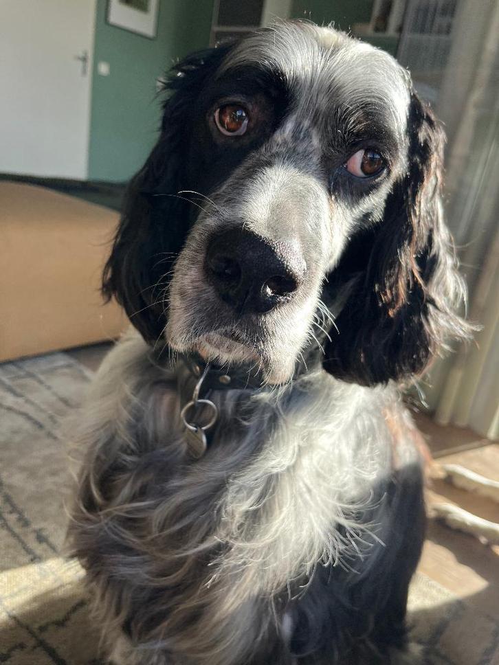 Herplaatsing lieve Engelse Setter, Dieren en Toebehoren, Honden | Setters en Staande honden, Reu, Setter, Particulier, Eén hond