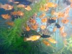 Mooie mollies (op=op), Dieren en Toebehoren, Vissen | Aquariumvissen, Vis, Zoetwatervis