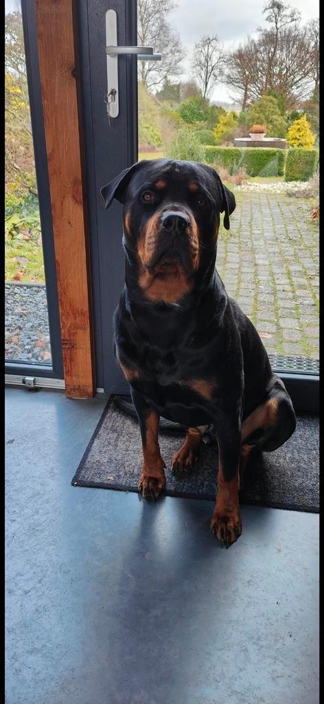 Mastweiler dekreu van 4 jaar en 50 kg goedzak, Dieren en Toebehoren, Honden | Dekreuen, Reu, Particulier, Eén hond, Nederland