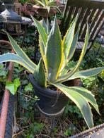 Agaves  groot, Volle zon, Vaste plant, Bloeit niet, Ophalen