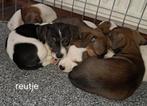 Super leuke jack russel puppy's  zoeken een gouden mandje, Dieren en Toebehoren, Honden | Jack Russells en Terriërs, Jack Russell Terriër