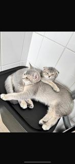 brit en Scottish kitten, Poes