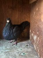 Laudino jong duifje, Dieren en Toebehoren, Vogels | Duiven, Vrouwelijk, Kropper