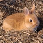 Kleurdwerg baby voedster, Dieren en Toebehoren, Konijnen, Vrouwelijk, Dwerg