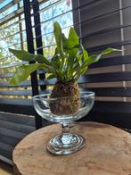 Hertshoorn mosbol in glas, Overige soorten, Minder dan 100 cm, Groene kamerplant, Halfschaduw