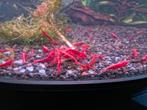 Neocaridina red sakura garnalen, rode aquarium garnalen, Dieren en Toebehoren, Vissen | Aquariumvissen, Kreeft, Krab of Garnaal