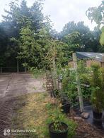 Krenten struiken Amelanchier lamarckii 200-250cm in pot, Lente, 100 tot 250 cm, Volle zon, In pot