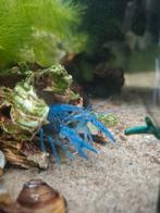 Florida kreeften te koop, Dieren en Toebehoren, Vissen | Aquariumvissen, Kreeft, Krab of Garnaal