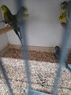 Mooie blackwing grasparkieten, Dieren en Toebehoren, Vogels | Parkieten en Papegaaien, Meerdere dieren, Parkiet