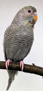 Blackface dun fallow/blackwing x blackwing/blackface., Meerdere dieren, Parkiet