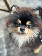 Oppas gezocht Pomeranian / Pomeriaan (den helder)