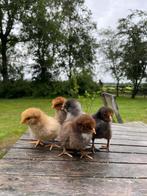 Orpington groot hennen kuikens, Dieren en Toebehoren, Vrouwelijk, Kip