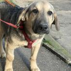 Oscar, een mooie, lieve en vrolijke jonge knul, Dieren en Toebehoren, Honden | Niet-rashonden, Particulier, Rabiës (hondsdolheid)