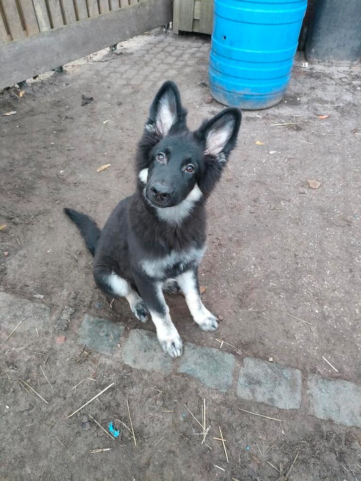 Te koop VEO Oost Europese Herder, Dieren en Toebehoren, Honden | Herdershonden en Veedrijvers, Reu, Herder, Particulier, Eén hond