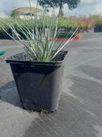 Festuca Elijah Blue - Blauw Schapegras Aanbieding, Volle zon, Vaste plant, Siergrassen, Ophalen of Verzenden
