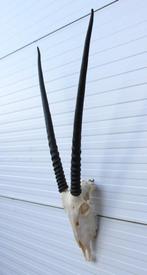 Grote schedel SPIESBOK / ORYX - met kiezen - ref. A, Verzamelen, Dierenverzamelingen, Ophalen, Zo goed als nieuw, Wild dier, Schedel