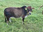 Zeboe augustus ‘24, Dieren en Toebehoren, Vrouwelijk