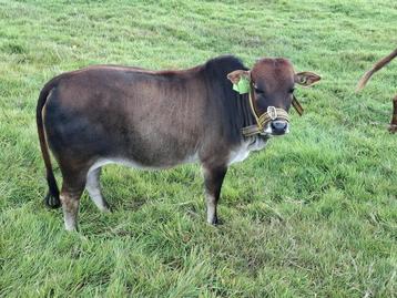 Zeboe augustus ‘24 beschikbaar voor biedingen
