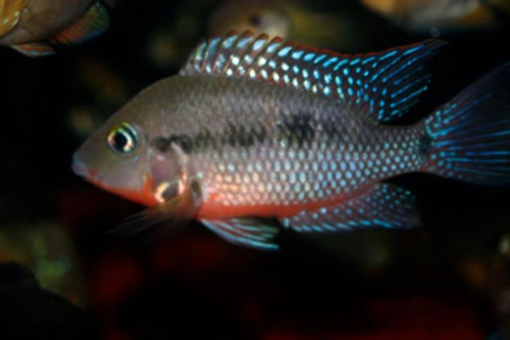 Midden Amerikaanse Cichliden: Thorichthys meeki "Rio Subin", Dieren en Toebehoren, Vissen | Aquariumvissen, Zoetwatervis, Vis