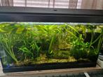 aquarium compleet te koop, Ophalen, Gebruikt, Gevuld zoetwateraquarium