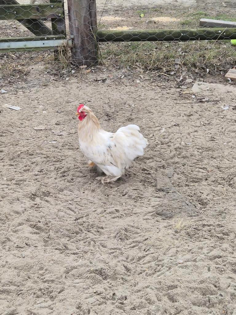 Chochin kriel haantje, Dieren en Toebehoren, Pluimvee, Mannelijk, Kip