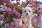 Chihuahua pups prachtige keuze 🌸🐾💝, Dieren en Toebehoren, Rabiës (hondsdolheid), Meerdere, Meerdere dieren, Buitenland