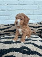 Maltipoo pups, maltezer x toy poedel, Parvo, Nederland, Overige rassen, 8 tot 15 weken