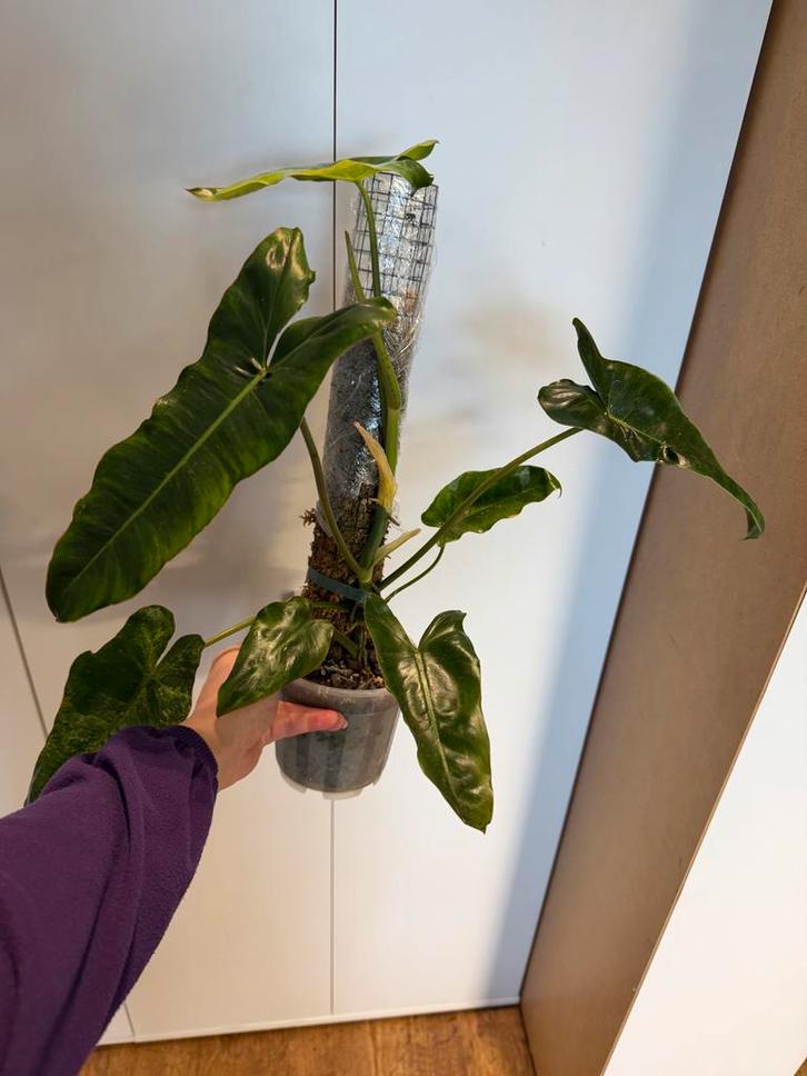 Philodendron Paraiso Verde op mospaal, Huis en Inrichting, Kamerplanten, Overige soorten, Minder dan 100 cm, Groene kamerplant